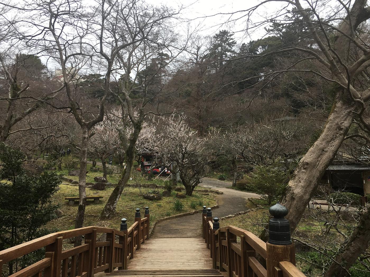 Plum blossom at Atami Plum Garden, Baien-cho, Atami, Shizuoka