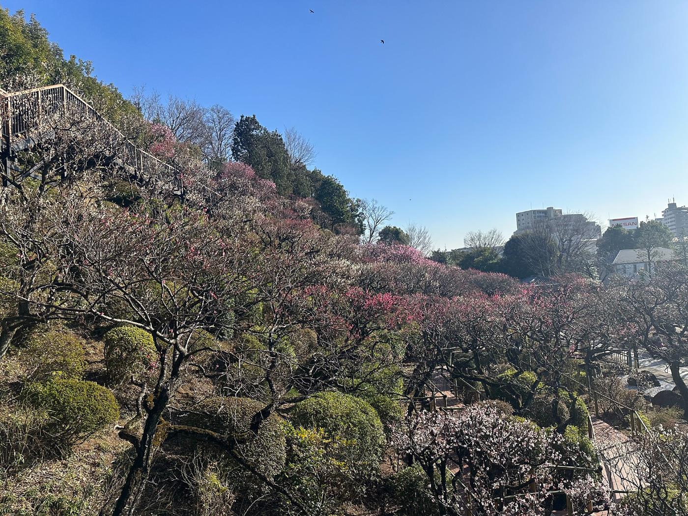 Plum blossom at Ikegami Plum Garden, Ikegami, Ota City, Tokyo
