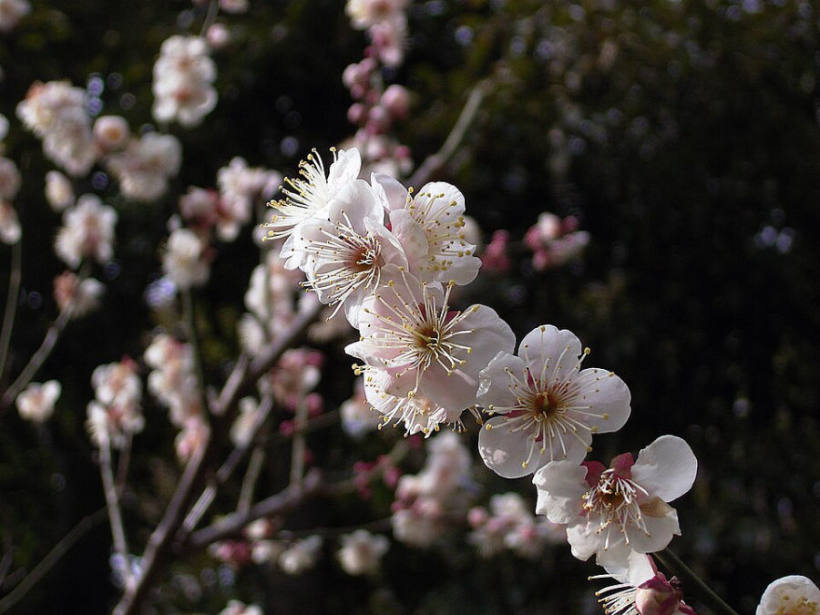 Plum blossom at Okamoto Plum Grove Park, Okamoto 6-chome, Higashinada Ward, Kobe, Hyogo