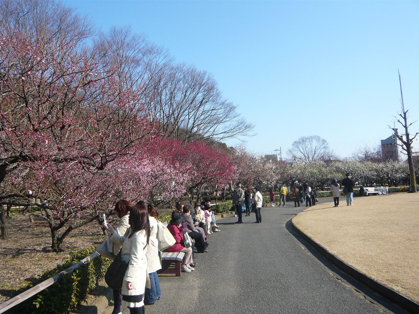 Plum blossom at Gifu Bairin Park, Bairin-minamimachi, Gifu, Gifu