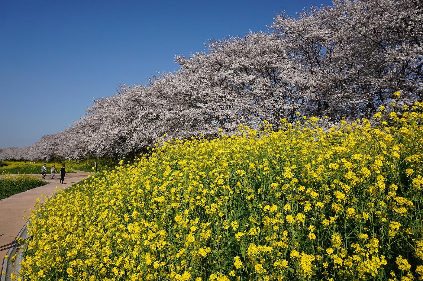 Cherry blossom at Sakurazutsumi Park (Yoshimi), Yoshimi, Saitama