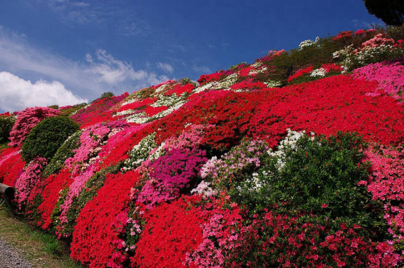 Azalea at Shiofune Kannon-ji Temple, Shiofune, Ome, Tokyo