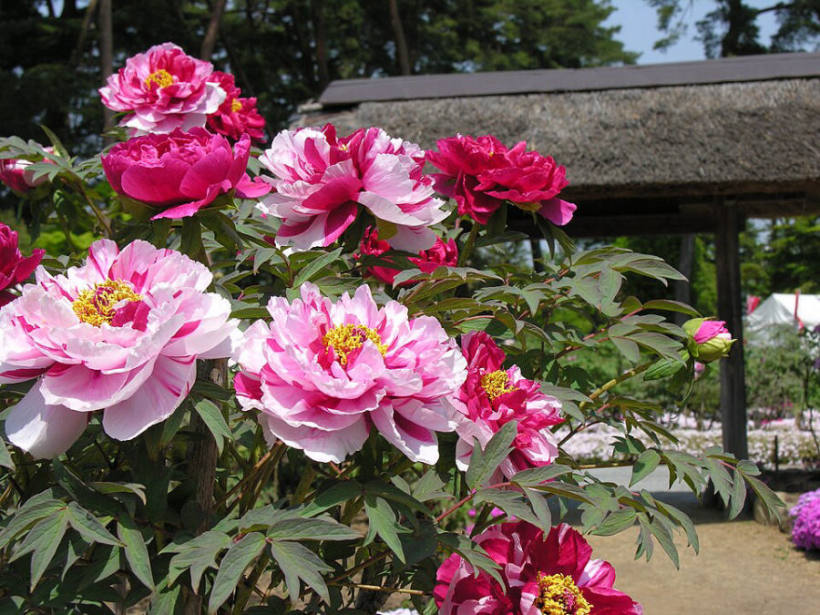 Peony at Sukagawa Peony Garden, 80-1 Botanen, Sukagawa, Fukushima