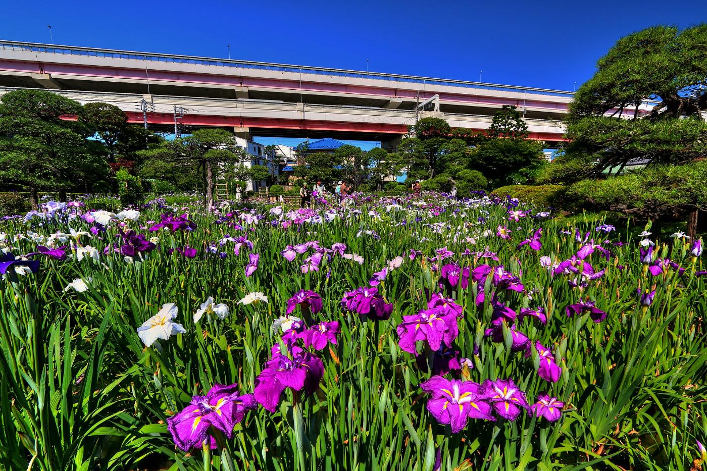 Iris at Horikiri Iris Garden, Horikiri, Katsushika City, Tokyo