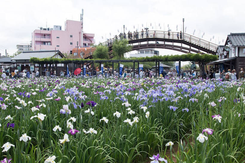 Iris at Suigo Itako Ayame Garden, Itako, Ibaraki