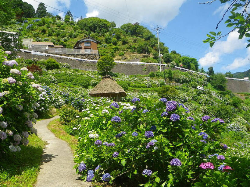 Hydrangea at Shingu Hydrangea Village, Shingu-cho, Shikokuchuo, Ehime