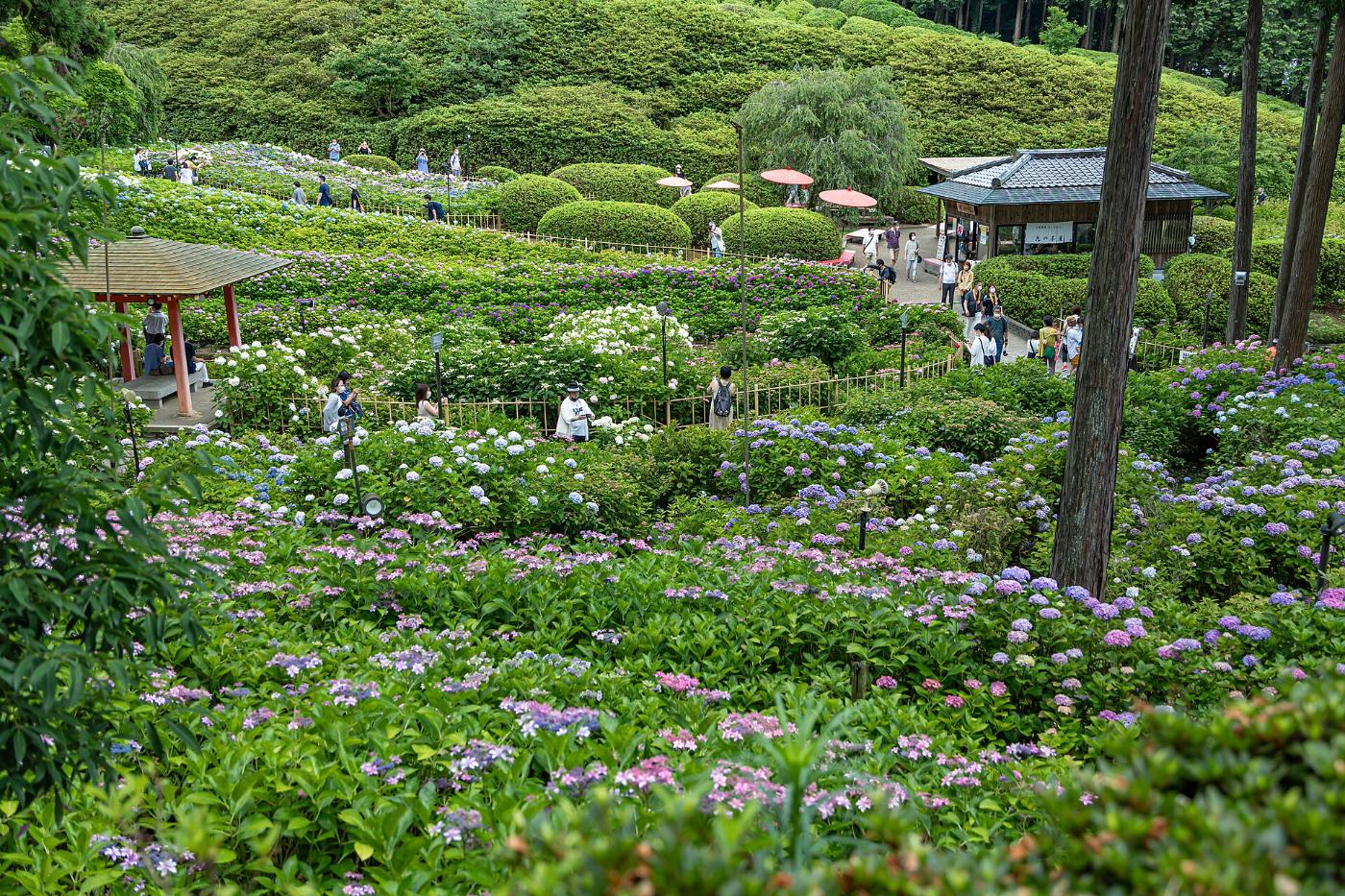 Hydrangea at Mimuroto-ji Temple, Todo, Uji, Kyoto