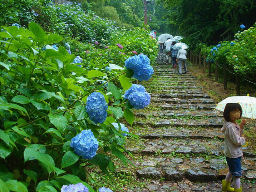 Hydrangea at Ohirasan Ajisai-zaka, Hiraimachi, Tochigi, Tochigi