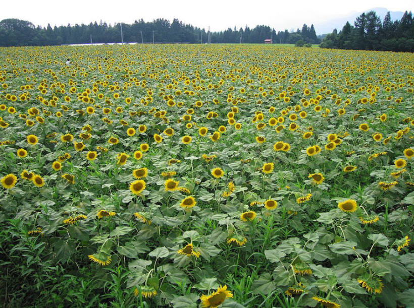 Sunflowers at Tsunan Sunflower Square, Tsunan, Niigata