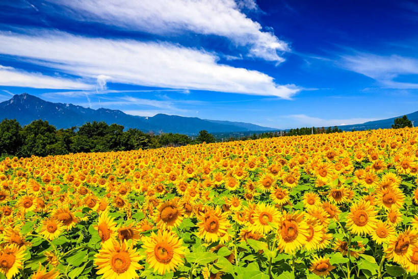 Sunflowers at Sarukubo Rice-Field Park Sunflowers, Kobana, Nasukarasuyama, Tochigi