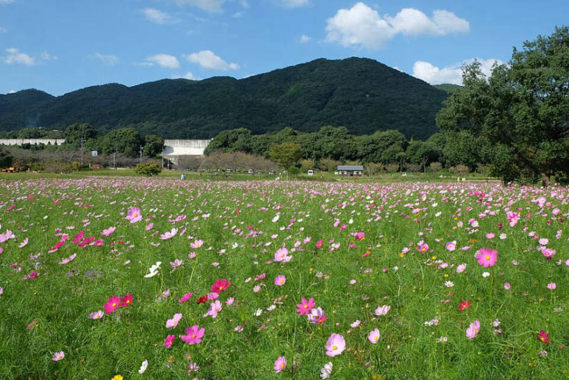 Cosmos at Kinryu Park Cosmos Garden, Kinryu-machi, Saga, Saga