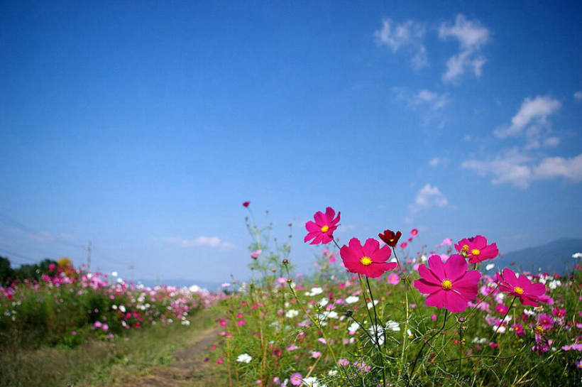 Cosmos at Matsuyama Gohonmaru Park Cosmos, Matsuyama, Osaki, Miyagi