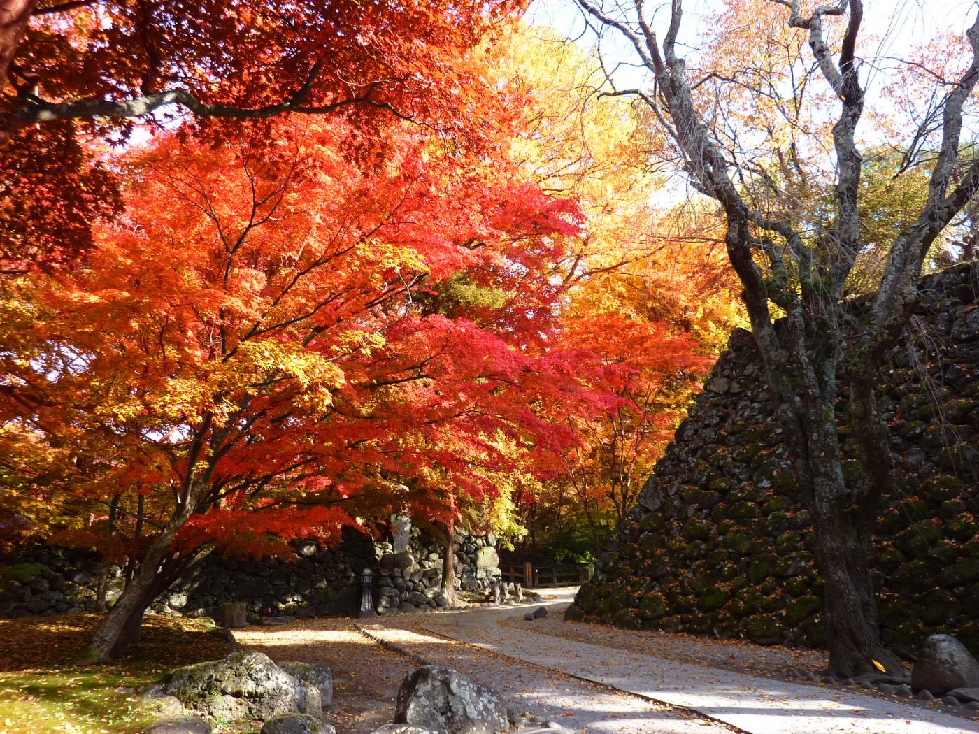 Autumn leaves at Komoro Castle Ruins Kaikoen, Komoro, Nagano