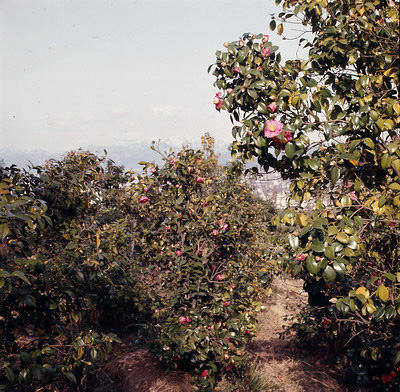 Camellia at Matsuyama Sogo Park Camellia Garden, Matsuyama, Ehime