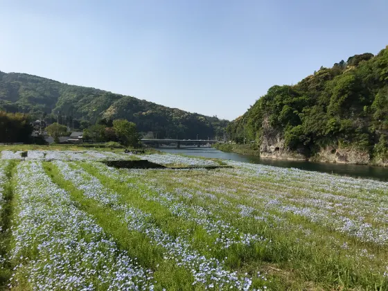 Nemophila at Aonodomon (Nakatsu)
