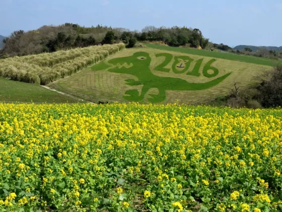 Rapeseed at Awaji Hanasajiki (Hyogo)