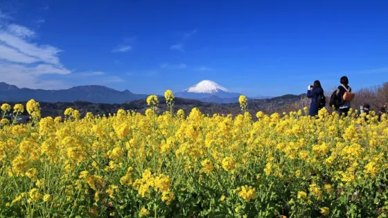 Rapeseed at Azumayama Park
