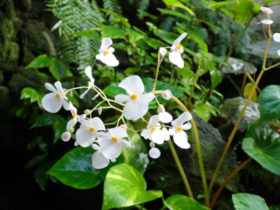 Begonia at Itabashi Tropical Botanical Garden