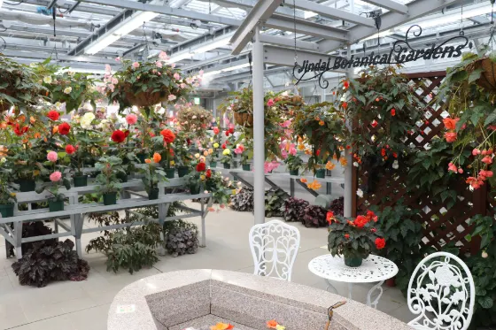 Begonia at Jindai Botanical Gardens Begonia Room