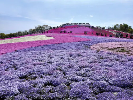 Shibazakura at Chausuyama Highlands