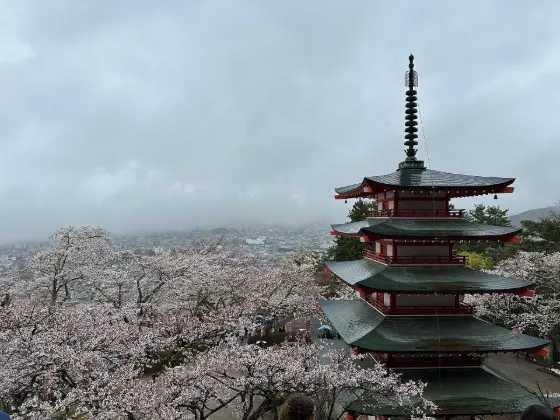 Cherry blossom at Arakurayama Sengen Park (Chureito Pagoda)