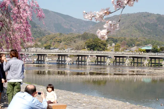 Cherry blossom at Arashiyama