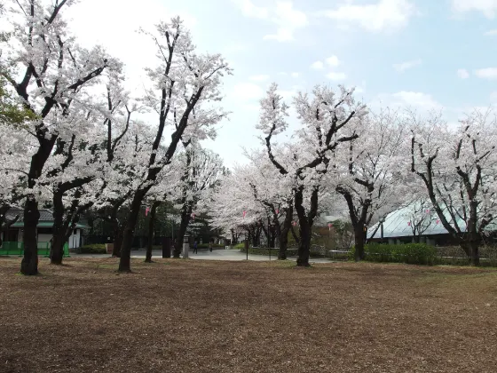 Cherry blossom at Asukayama Park