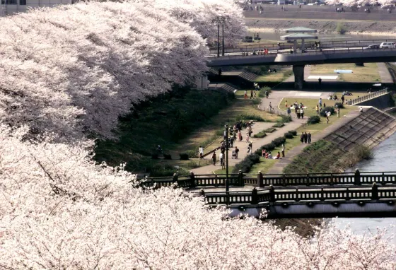 Cherry blossom at Asuwa River Cherry Avenue