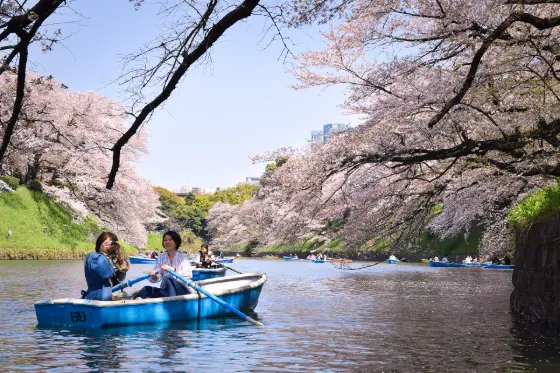 Cherry blossom at Chidorigafuchi