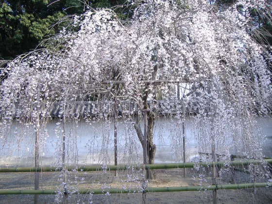 Cherry blossom at Daigo-ji Temple