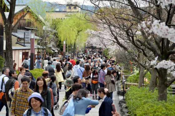 Cherry blossom at Gion Shirakawa