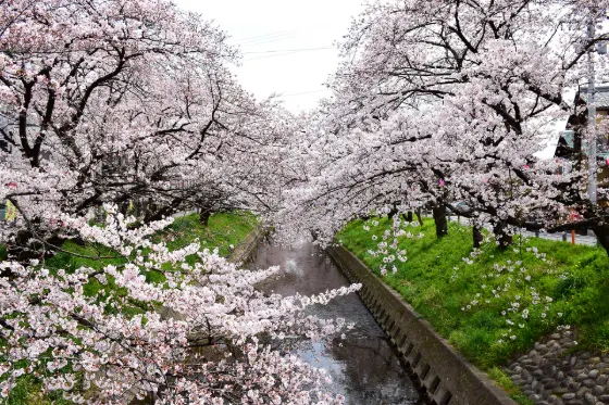 Cherry blossom at Gojo River (Iwakura)