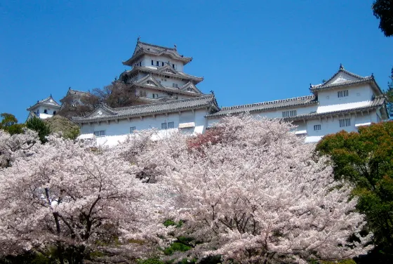Cherry blossom at Himeji Castle