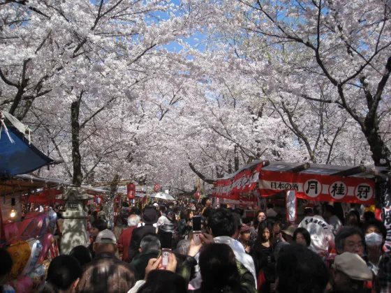Cherry blossom at Hirano Shrine