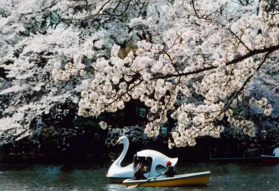Cherry blossom at Inokashira Park