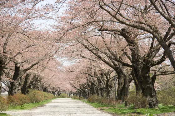 Cherry blossom at Kitakami Tenshochi