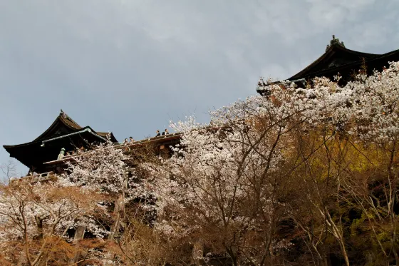 Cherry blossom at Kiyomizu-dera Temple