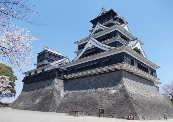 Cherry blossom at Kumamoto Castle