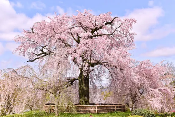 Cherry blossom at Maruyama Park