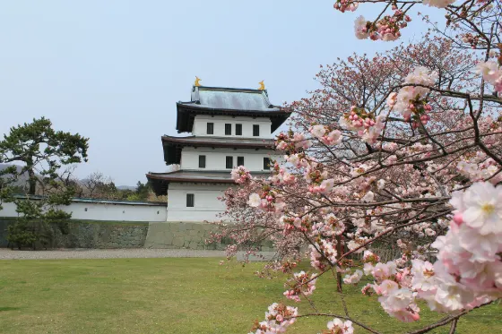 Cherry blossom at Matsumae Park