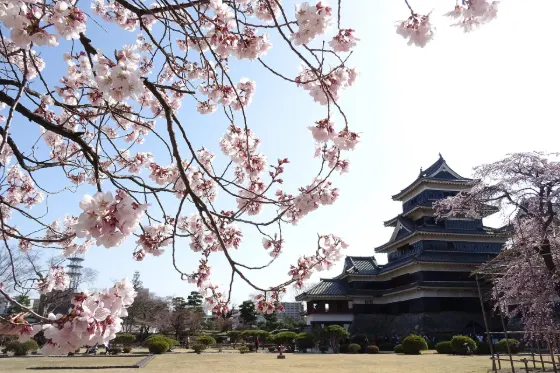Cherry blossom at Matsumoto Castle