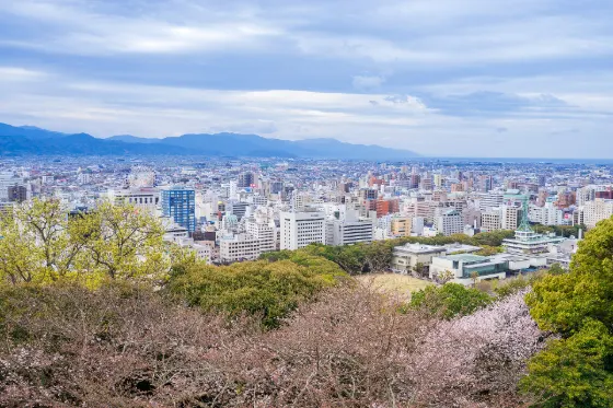 Cherry blossom at Matsuyama Castle