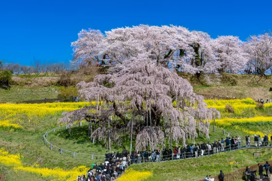 Cherry blossom at Miharu Takizakura