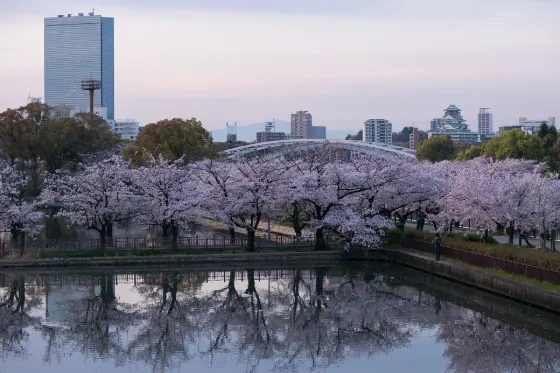 Cherry blossom at Okawa River (Kema Sakuranomiya Park)