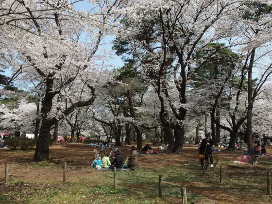 Cherry blossom at Omiya Park