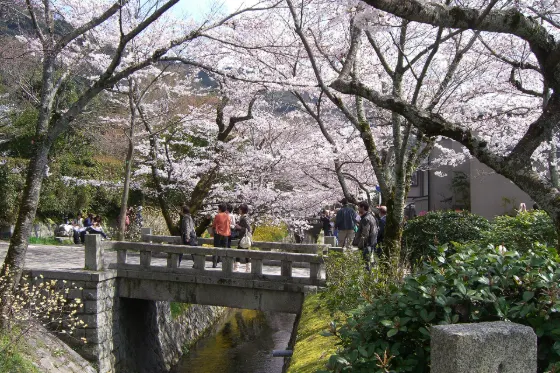 Cherry blossom at Philosopher's Path