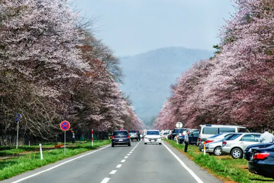 Cherry blossom at Shizunai Nijukken Road