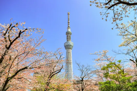 Cherry blossom at Sumida Park