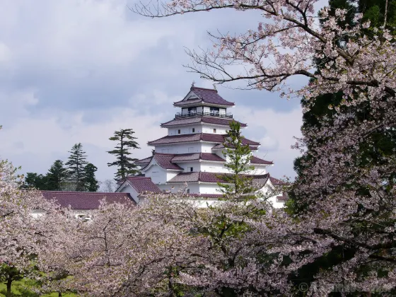 Cherry blossom at Tsuruga Castle (Aizu-Wakamatsu)