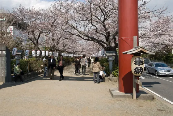 Cherry blossom at Tsurugaoka Hachimangu Dankazura